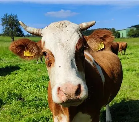 Haus Am Brunnen 2 Klosterkumbd